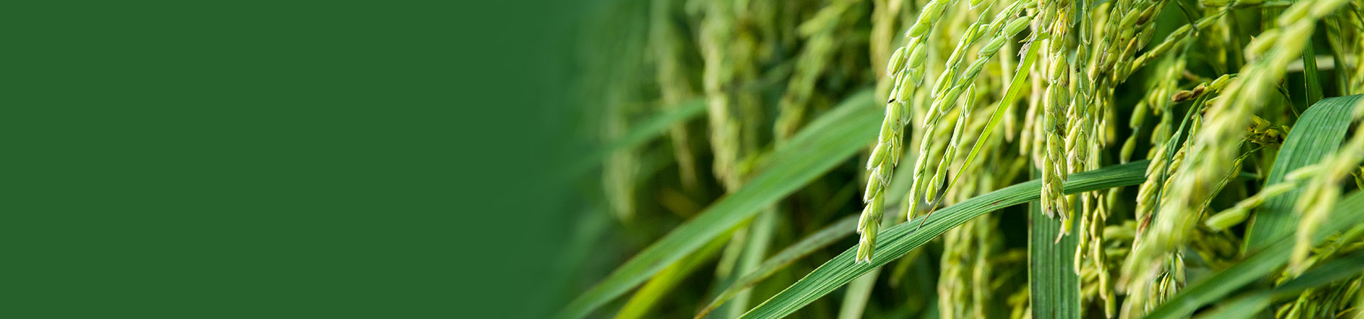 banner13